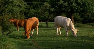 Link to Video | landscape, 2017, Rhineland-Palatinate, summer, rural area, Germany, Saar-Hunsrück Nature Park, Saarburg, Limousin, Trier-Saarburg