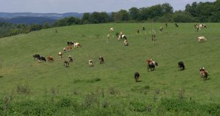 Link to Video | landscape, Saarland, summer, Germany, Saar-Hunsrück Nature Park, 4K resolution, 2017, Losheim am See, Merzig-Wadern