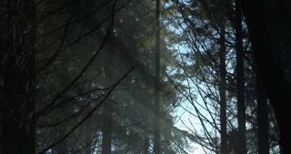 Link to Video | landscape, Saarland, autumn, Germany, mist, Picea, Marpingen, crepuscular ray