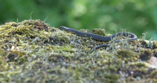 Link to Video | 2017, Rhineland-Palatinate, summer, Germany, Saar-Hunsrück Nature Park