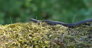 Link zum Video | 2017, Rheinland-Pfalz, Sommer, Deutschland, Naturpark Saar-Hunsrück