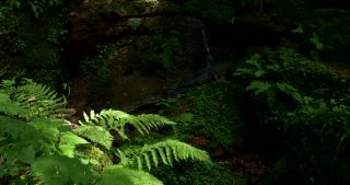 Link to Video | 2017, Rhineland-Palatinate, summer, Germany, Saar-Hunsrück Nature Park, forest, natural watercourse, Freudenburg, Saarburg, Leukbach, Trier-Saarburg