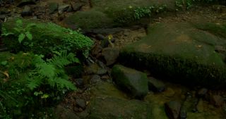 Link to Video | 2017, Rhineland-Palatinate, summer, Germany, Saar-Hunsrück Nature Park, forest, natural watercourse, Freudenburg, Saarburg, Leukbach, Trier-Saarburg