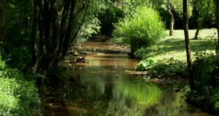 Link zum Video | 2017, Rheinland-Pfalz, Sommer, Deutschland, Naturpark Saar-Hunsrück, Wald, natürliches Fließgewässer, Freudenburg, Verbandsgemeinde Saarburg, Leukbach, Landkreis Trier-Saarburg