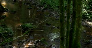 Link to Video | 2017, Rhineland-Palatinate, summer, Germany, Saar-Hunsrück Nature Park, forest, natural watercourse, Freudenburg, Saarburg, Leukbach, Trier-Saarburg