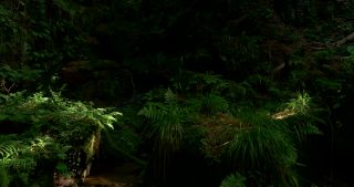 Link to Video | 2017, Rhineland-Palatinate, summer, Germany, Saar-Hunsrück Nature Park, forest, natural watercourse, Freudenburg, Saarburg, Leukbach, Trier-Saarburg
