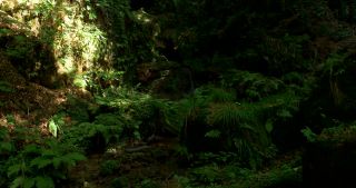 Link to Video | 2017, Rhineland-Palatinate, summer, Germany, Saar-Hunsrück Nature Park, forest, natural watercourse, Freudenburg, Saarburg, Leukbach, Trier-Saarburg