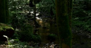 Link to Video | 2017, Rhineland-Palatinate, summer, Germany, Saar-Hunsrück Nature Park, forest, natural watercourse, Freudenburg, Saarburg, Leukbach, Trier-Saarburg