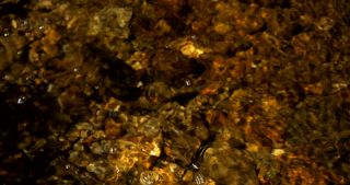 Link zum Video | 2017, Rheinland-Pfalz, Sommer, Nationalpark Hunsrück-Hochwald, Deutschland, Naturpark Saar-Hunsrück, Traunbach, Verbandsgemeinde Birkenfeld, natürliches Fließgewässer, Landkreis Birkenfeld