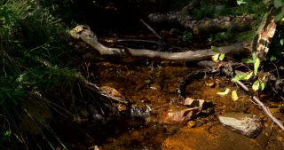 Link zum Video | 2017, Rheinland-Pfalz, Sommer, Nationalpark Hunsrück-Hochwald, Deutschland, Naturpark Saar-Hunsrück, Traunbach, Verbandsgemeinde Birkenfeld, natürliches Fließgewässer, Landkreis Birkenfeld