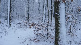 Link zum Video | Saarland, Winter, ländlicher Raum, Deutschland, 4K, 2021, Marpingen, Landkreis St. Wendel, Schnee
