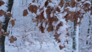 Link zum Video | Saarland, Winter, ländlicher Raum, Deutschland, 4K, 2021, Marpingen, Landkreis St. Wendel, Schnee