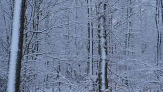 Link to Video | Saarland, winter, rural area, Germany, 4K resolution, 2021, Marpingen, St. Wendel, snow