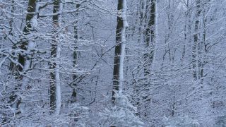 Link to Video | Saarland, winter, rural area, Germany, 4K resolution, 2021, Marpingen, St. Wendel, snow