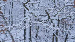 Link to Video | Saarland, winter, rural area, Germany, 4K resolution, 2021, Marpingen, St. Wendel, snow