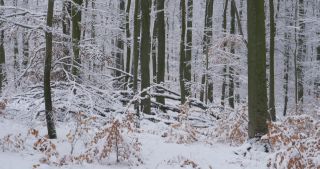 Link zum Video | Saarland, Winter, ländlicher Raum, Deutschland, 4K, 2021, Marpingen, Landkreis St. Wendel, Schnee