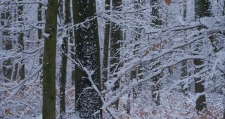 Link to Video | Saarland, winter, rural area, Germany, 4K resolution, 2021, Marpingen, St. Wendel, snow