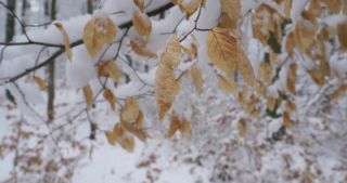 Link zum Video | Saarland, Winter, ländlicher Raum, Deutschland, 4K, 2021, Marpingen, Landkreis St. Wendel, Schnee