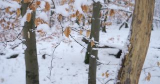 Link to Video | Saarland, winter, rural area, Germany, 4K resolution, 2021, Marpingen, St. Wendel, snow