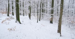 Link to Video | Saarland, winter, rural area, Germany, 4K resolution, 2021, Marpingen, St. Wendel, snow