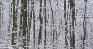 Link to Video | Saarland, winter, rural area, Germany, 4K resolution, 2021, Marpingen, St. Wendel, snow