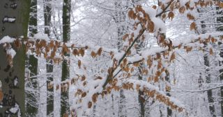 Link zum Video | Saarland, Winter, ländlicher Raum, Deutschland, 4K, 2021, Marpingen, Landkreis St. Wendel, Schnee