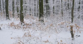 Link zum Video | Saarland, Winter, ländlicher Raum, Deutschland, 4K, 2021, Marpingen, Landkreis St. Wendel, Schnee
