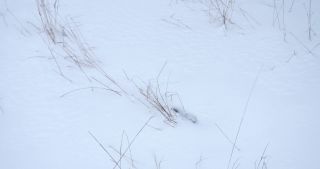 Link zum Video | Saarland, Winter, ländlicher Raum, Deutschland, 4K, 2021, Marpingen, Landkreis St. Wendel, Schnee
