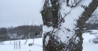 Link to Video | Saarland, winter, rural area, Germany, 4K resolution, 2021, Marpingen, St. Wendel, snow