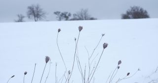 Link zum Video | Saarland, Winter, ländlicher Raum, Deutschland, 4K, 2021, Marpingen, Landkreis St. Wendel, Schnee