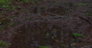 Link to Video | landscape, January, Saarland, winter, puddle, Germany, 4K resolution, forest floor, high-angle shot, forest, 2021, rain