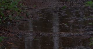 Link to Video | landscape, January, Saarland, winter, puddle, Germany, 4K resolution, forest floor, high-angle shot, forest, 2021, rain