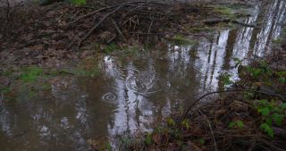 Link to Video | landscape, January, Saarland, winter, puddle, Germany, 4K resolution, forest floor, high-angle shot, forest, 2021, rain