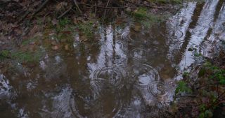 Link zum Video | Landschaft, Januar, Saarland, Winter, Pfütze, Deutschland, 4K, forest floor, Aufsicht, Wald, 2021, Regen