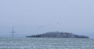 Link to Video | landscape, winter, Germany, Gruidae, 2021, Flight formations in geese and other birds