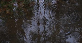 Link zum Video | Landschaft, Januar, Saarland, Winter, Pfütze, Deutschland, 4K, forest floor, Aufsicht, Wald, 2021, Regen