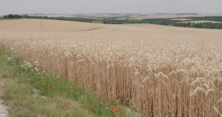 Link to Video | landscape, agriculture, Marne, summer, Champagne-Ardenne, France, rural area, Grand Est, 4K resolution, Champagne crayeuse, 2019, agricultural land