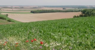 Link to Video | landscape, agriculture, Marne, summer, Champagne-Ardenne, France, rural area, Grand Est, 4K resolution, Champagne crayeuse, 2019, agricultural land
