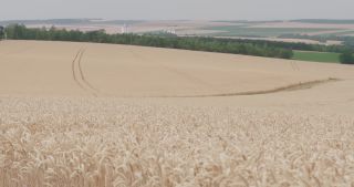 Link to Video | landscape, agriculture, Marne, summer, Champagne-Ardenne, France, rural area, Grand Est, 4K resolution, Champagne crayeuse, 2019, agricultural land
