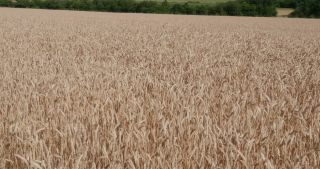 Link to Video | landscape, Lorraine, Meuse, summer, France, rural area, Grand Est, 4K resolution, 2019