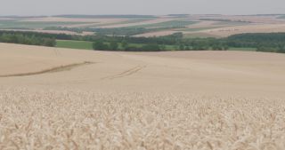 Link to Video | landscape, agriculture, Marne, summer, Champagne-Ardenne, France, rural area, Grand Est, 4K resolution, Champagne crayeuse, 2019, agricultural land