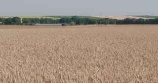 Link to Video | landscape, agriculture, Marne, summer, Champagne-Ardenne, France, rural area, Grand Est, 4K resolution, Champagne crayeuse, 2019, agricultural land