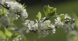 Link to Video | Saarland, spring, Germany, mirabelle plum, flower, Marpingen