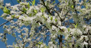 Link to Video | Saarland, spring, Germany, mirabelle plum, flower, Marpingen