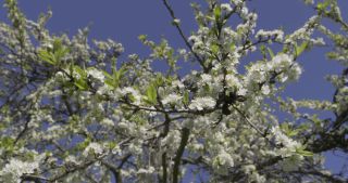 Link to Video | Saarland, spring, Germany, mirabelle plum, flower, Marpingen