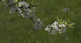Link to Video | Saarland, spring, Germany, mirabelle plum, flower, Marpingen