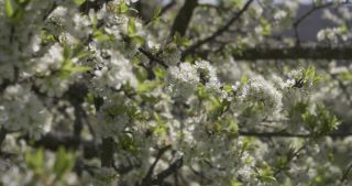 Link to Video | Saarland, spring, Germany, mirabelle plum, flower, Marpingen