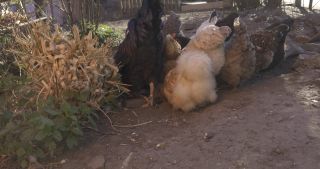 Link to Video | Saarland, Germany, Marpingen, chicken