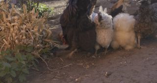 Link to Video | Saarland, Germany, Marpingen, chicken