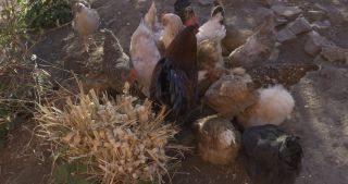 Link to Video | Saarland, Germany, Marpingen, chicken